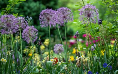 The Seeds of Thought – How You are the Creator of Your Inner Garden