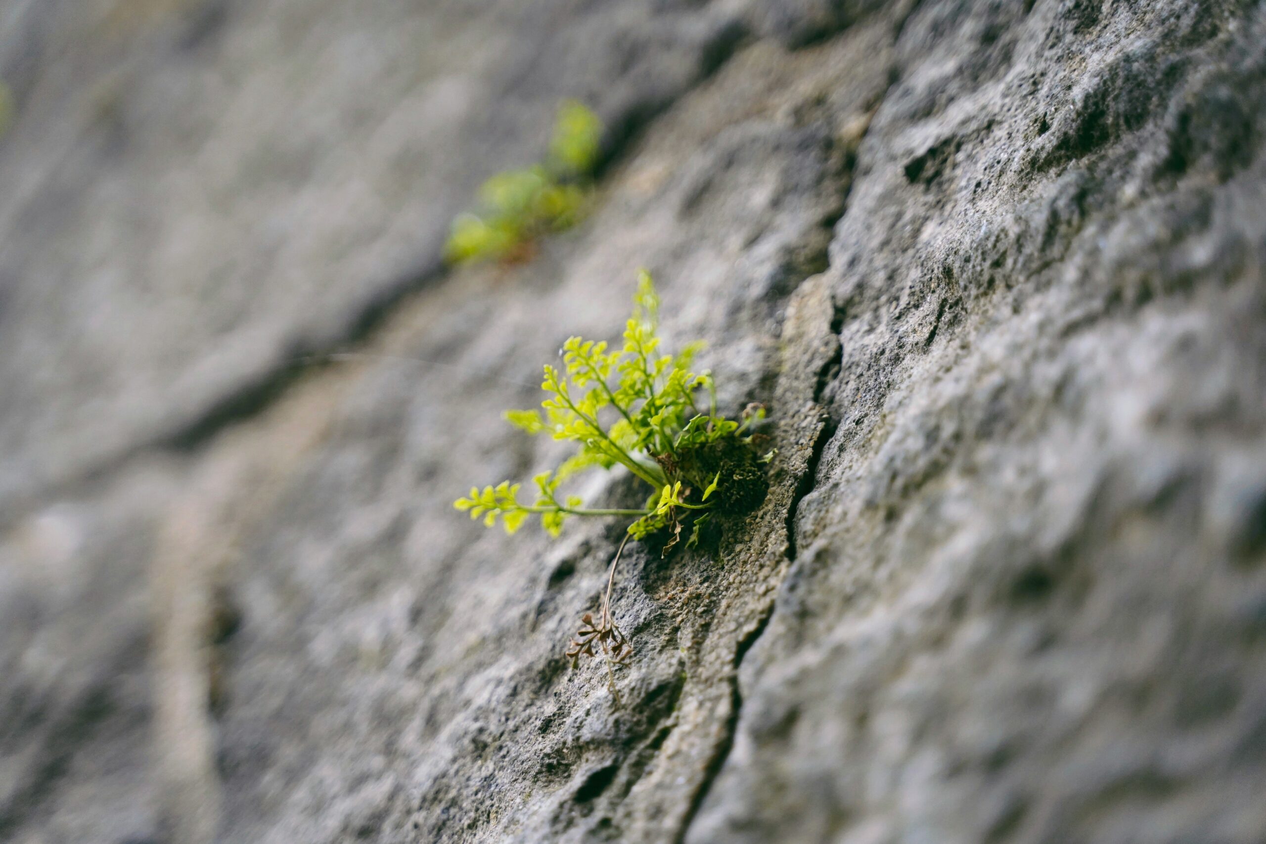 Why Some People Break Under Trauma – and Others Grow