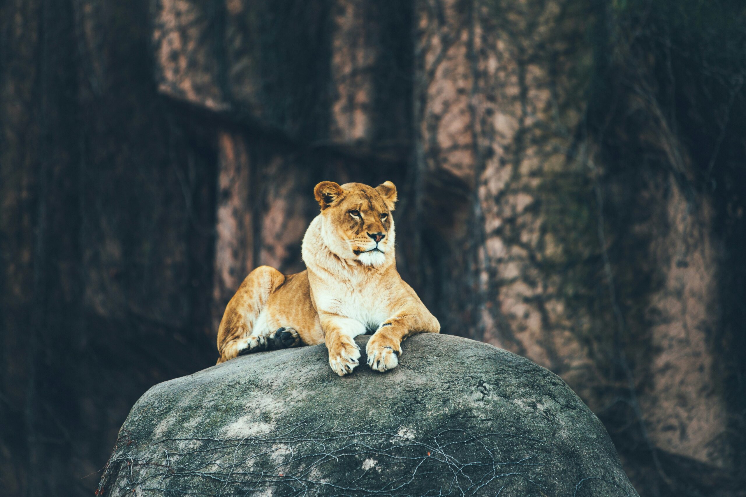 essential leadership qualities