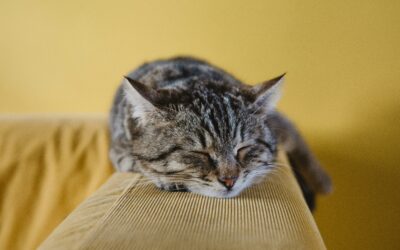 Increase Productivity with Breaks: 5 Science-Based Strategies